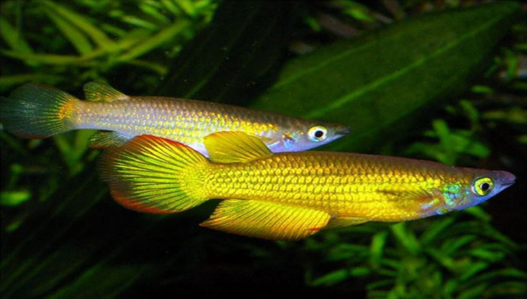 Two Vibrant golden wonder killifish swimming gracefully in an aquarium, showcasing their stunning colors and elegance. A captivating display of aquatic beauty for fish enthusiasts.