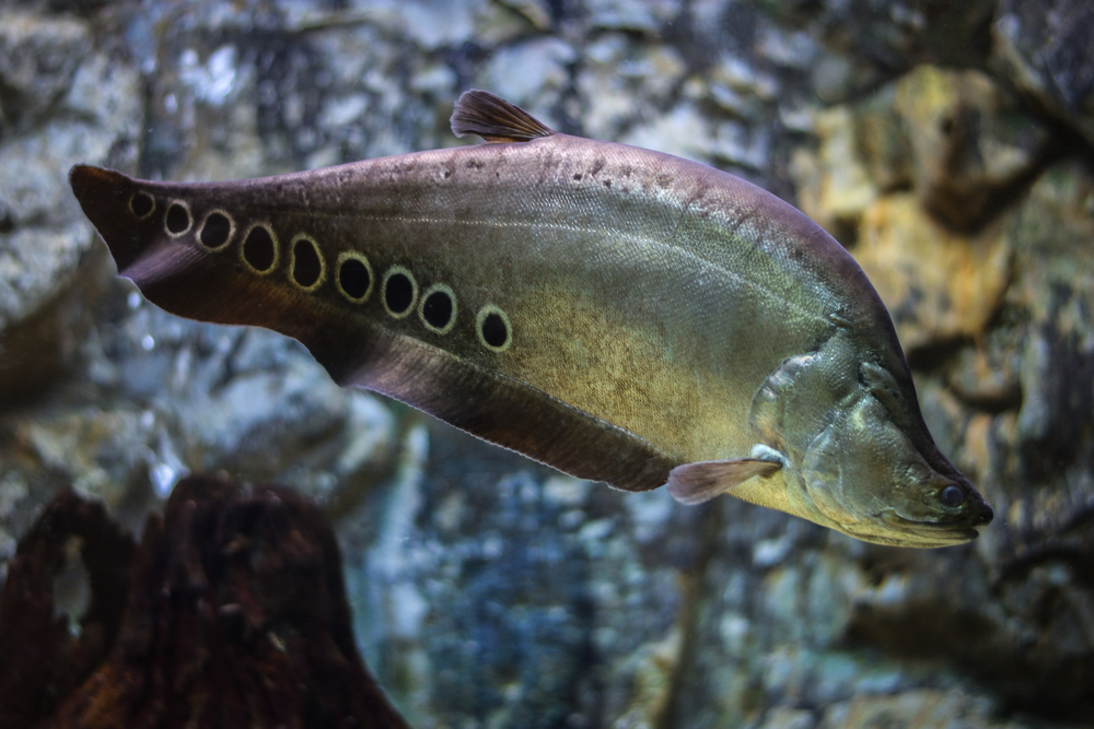 Featured image for 'Discovering the Secrets of Clown Knife Fish', depicting a visually striking clown knife fish in its natural aquatic environment, symbolizing exploration and learning about this unique species.