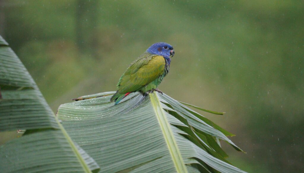 Adorable Pionus Parrot perched on a banana leaf, enjoying rain showers, showcasing the feathery delights of keeping a Pionus Parrot as a pet. Learn about the wonders of Pionus Parrot care and companionship.