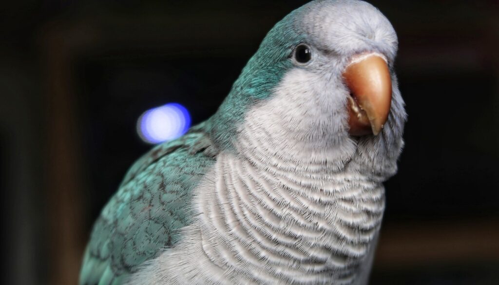 Close-up view of the striking face of a Blue Quaker parrot, highlighting its expressive eyes and distinctive facial markings.