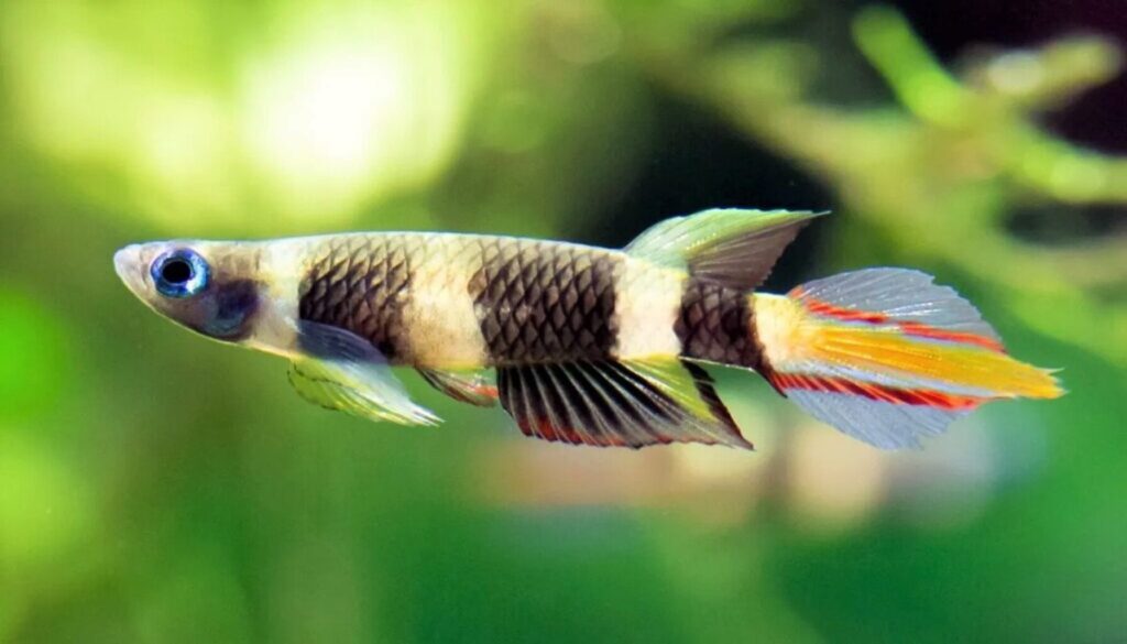 "Vibrant Clown Killifish displaying playful behavior in a captivating underwater scene - a glimpse into the fascinating and colorful world of these captivating aquatic companions."