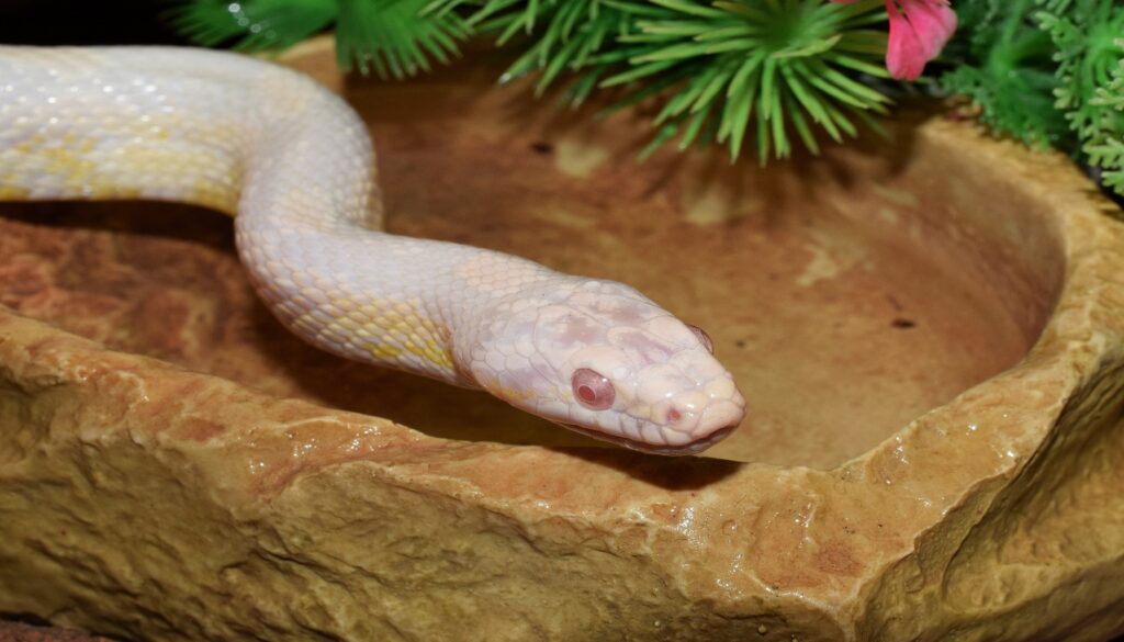 Close-up of an Albino Corn Snake, highlighting its distinctive pink or red eyes.
