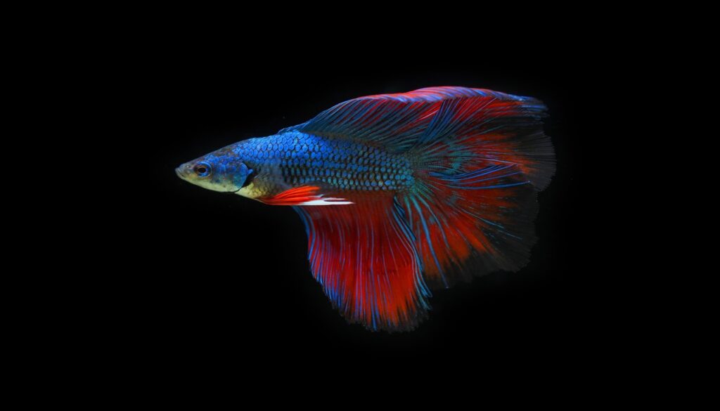 An image capturing the captivating beauty and unique features of Half Moon Betta Fish, showcasing their stunning colors, flowing fins, and elegant form. The visual allure of these fish in an aquarium setting invites viewers into 'The Fascinating World of Half Moon Betta Fish.'