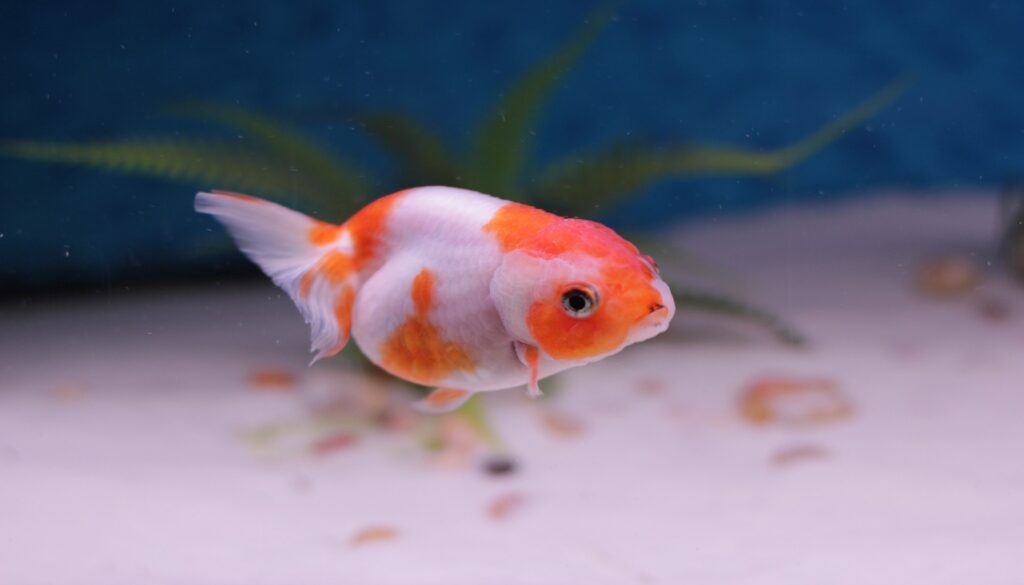 A beautiful Lionhead Goldfish swimming in a vibrant aquarium, perfect for fish enthusiasts.