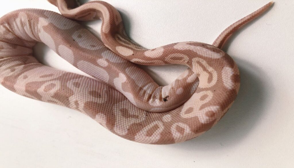 A mesmerizing ball python with vibrant colors and intricate patterns, showcasing the diversity and beauty of ball python morphs. The snake's scales exhibit a stunning palette and patterns, offering a comprehensive exploration of the wonders in ball python morphs.