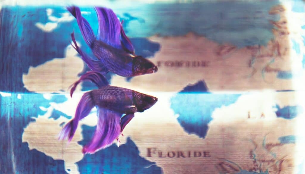 Vibrant purple betta fish with flowing fins in a captivating aquatic display, illustrating the allure of their royal hues. Learn how to care for these stunning creatures in their home aquarium, exploring their unique behaviors and maintaining their health and colors.