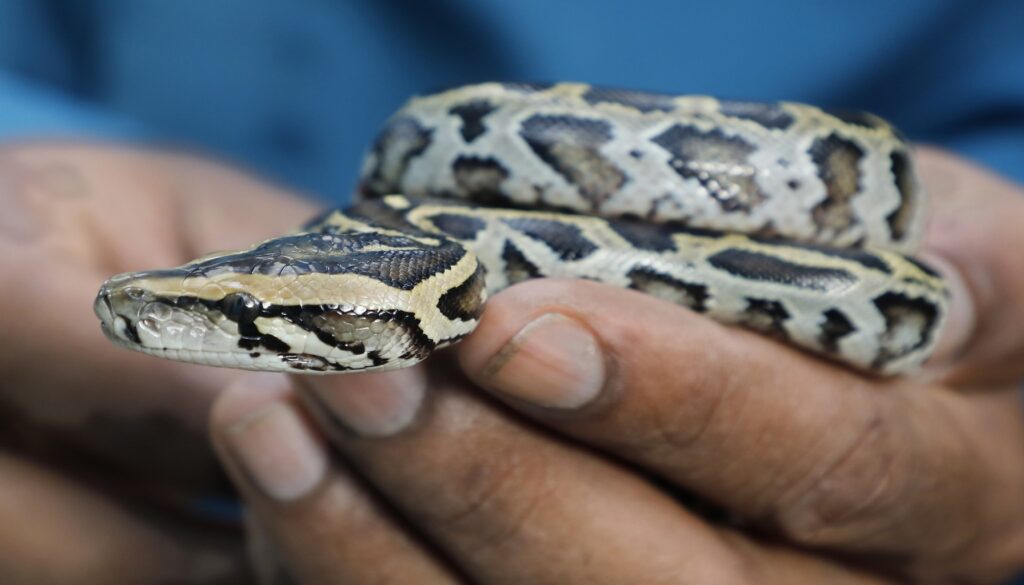 Image of a man's hand gently cradling a baby ball python, highlighting responsible and caring breeding practices for these captivating reptiles.