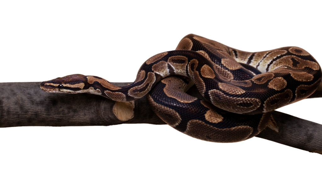 Captivating image showcasing the beauty of a normal ball python coiled highlighting the snake's striking colors and patterns. The mesmerizing appearance of this Python regius reflects the diversity and allure of normal ball pythons in captivity, inviting viewers to discover their unique beauty and charm.