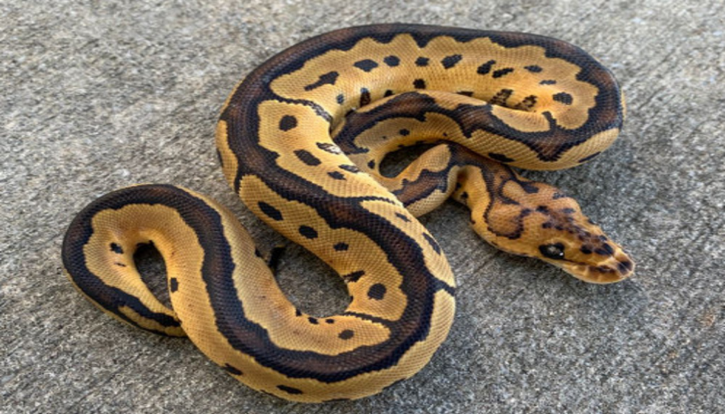 Close-up image capturing the captivating personality and distinctive features of a Clown Ball Python, showcasing its vibrant coloration, unique patterns, and intriguing behavior.