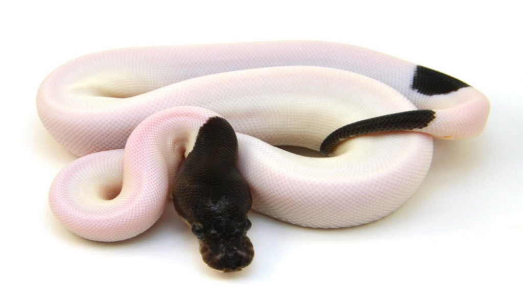 Exquisite Panda Pied Ball Python showcasing its captivating black-and-white patterns, a testament to the mesmerizing beauty of this unique reptile morph.