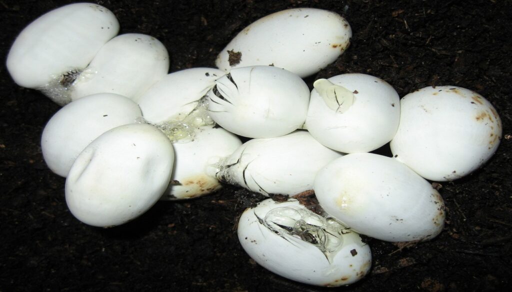 A compelling image capturing the hatching process of ball python eggs, showcasing the emergence of baby snakes. The photograph highlights the pivotal moment in breeding, emphasizing the delicate and awe-inspiring nature of new life beginning. Witness the stages of development as the eggs crack open, offering a glimpse into the artistry of breeding ball pythons.