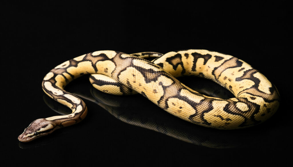 A captivating visual of ball python morphs, displaying an array of colors, patterns, and genetic variation.