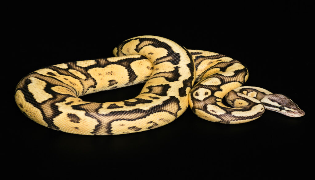 Coiled ball python exhibiting morphs, highlighting its distinctive patterns and showcasing the endearing personalities—from shy and reserved to affectionate companionship.