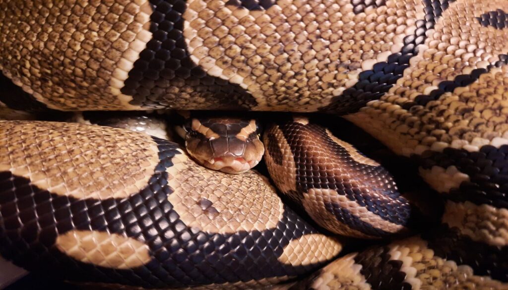 A stunning coiled ball python, showcasing the mesmerizing beauty and unique characteristics of Python regius. The image captures the essence of ball python behavior and serves as a visual complement to the comprehensive overview in the article.