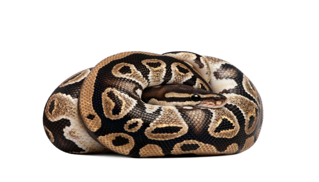 Close-up image featuring the unique coloration and pattern of a Mojave Ball Python, showcasing its captivating beige base with dark, chocolate-colored blotches. The snake's slender and streamlined body is visible, highlighting its distinctive and visually striking features.