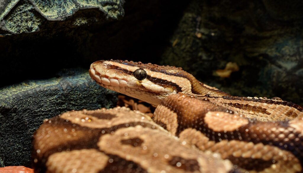 A ball python coiled comfortably in its enclosure, delighting in a misting session. Emphasizing the importance of expertise and commitment in providing care and husbandry for their well-being.