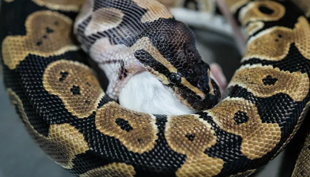 A ball python engrossed in its meal, showcasing proper feeding practices. Ensuring a healthy and well-fed ball python through responsible breeding practices. Learn essential dos and don'ts for optimal feeding and nutrition in the article.