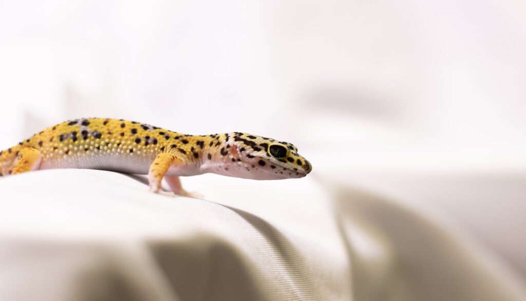 Mack Snow Leopard Gecko showcasing its distinctive black and white pattern, a result of selective breeding efforts. This captivating reptile is known for its unique appearance and desirable color variations.