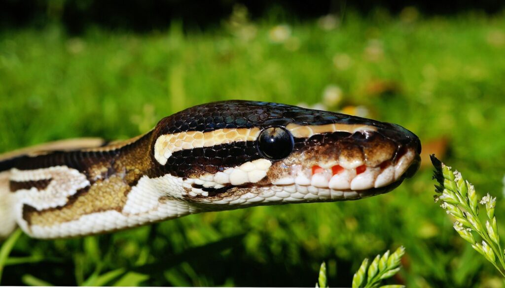 A vibrant and thriving ball python, showcasing optimal health with well-maintained scales, clear eyes, and a content demeanor.