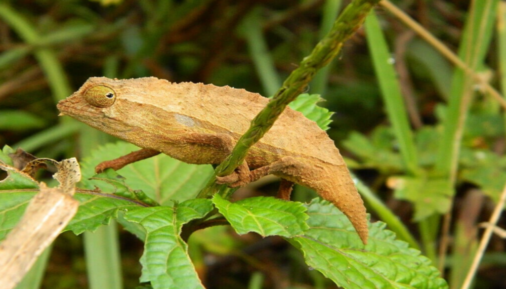 Adorable pygmy chameleon showcasing vibrant colors and intricate patterns. Its petite size and charming appearance make it an ideal exotic pet for reptile enthusiasts.