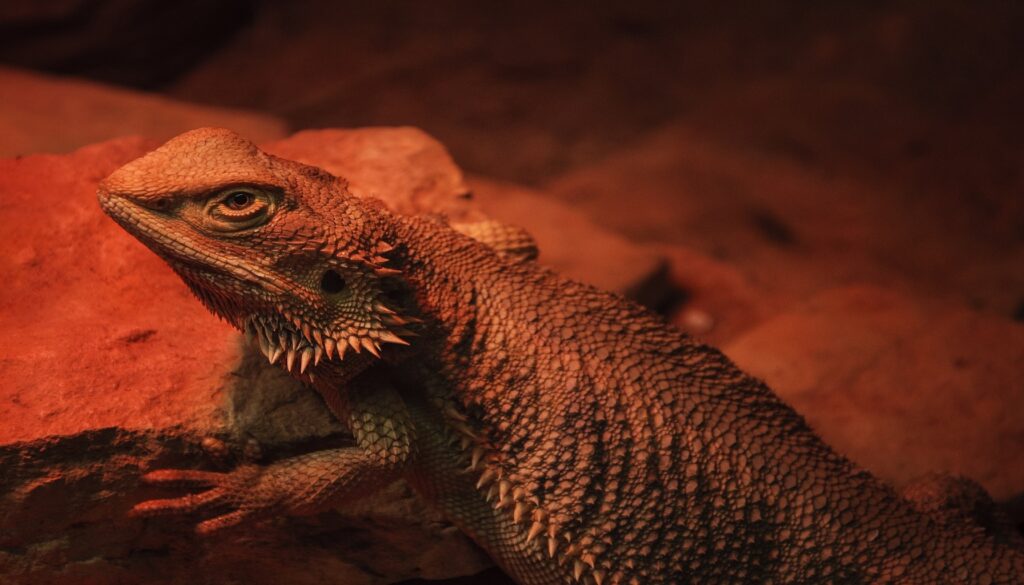 Vibrant red monster bearded dragon showcasing its unique and captivating appearance with fiery eyes, intricate patterns, and striking scales. Learn more about the distinct features and characteristics of this extraordinary reptile breed.