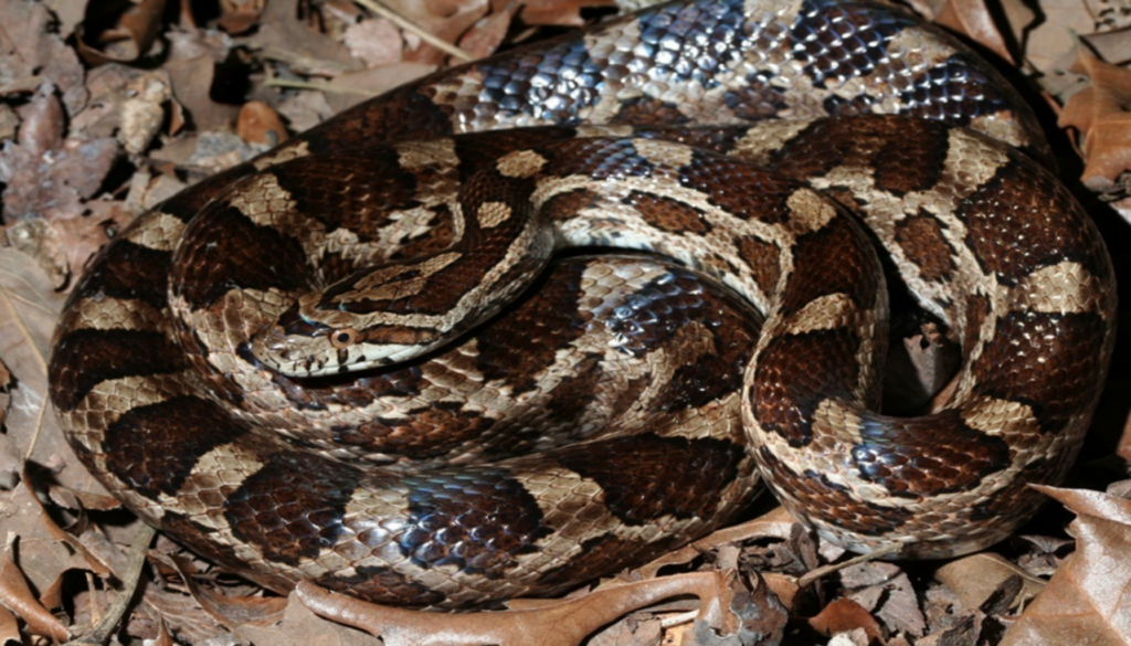 Close-up image of a captivating Slowinski's Corn Snake, Pantherophis slowinskii, showcasing its unique grayish-brown color, chocolate-brown blotches bordered in black, and checkered black and white belly. A perfect beginner's companion in the exciting journey of pet snake ownership.