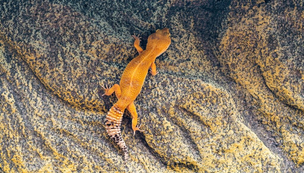 Captivating image of a vibrant Tangerine Leopard Gecko, highlighting its unique orange hue and distinctive patterns. A perfect choice for an exotic and underrated pet, known for its docile temperament, genetic diversity, and low-maintenance care requirements.