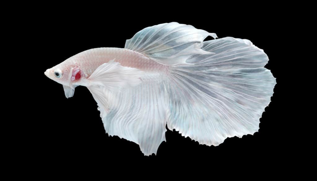 Captivating white betta fish gracefully swimming in an aquarium, showcasing its unique allure with immaculate white hue, distinctive characteristics, and tranquil symbolism, making it a compelling choice for aquatic enthusiasts.