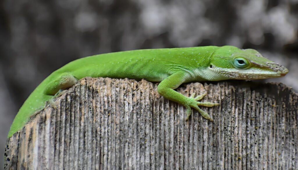 Vibrant American Chameleon Lizard displaying a spectrum of colors, showcasing its unique and captivating features in a lush, tropical environment.