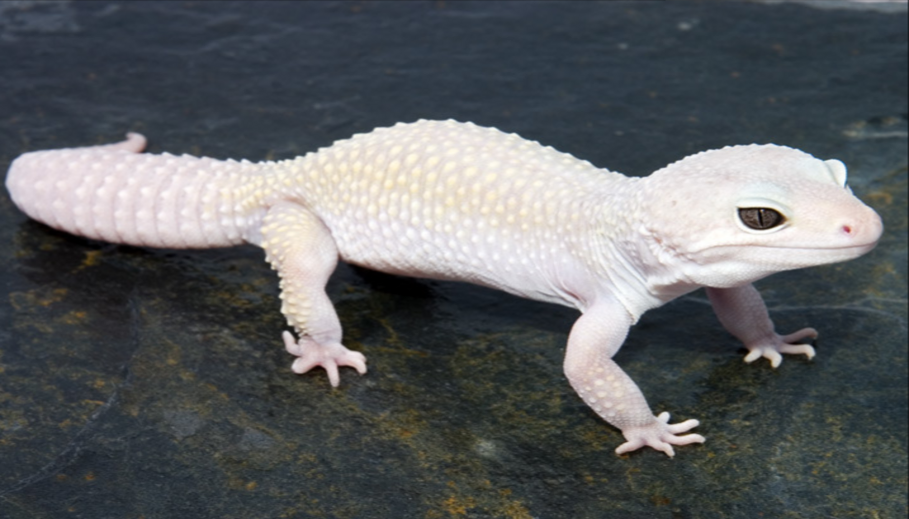 Unveiling the Wonders of Geckos| A Comprehensive Exploration