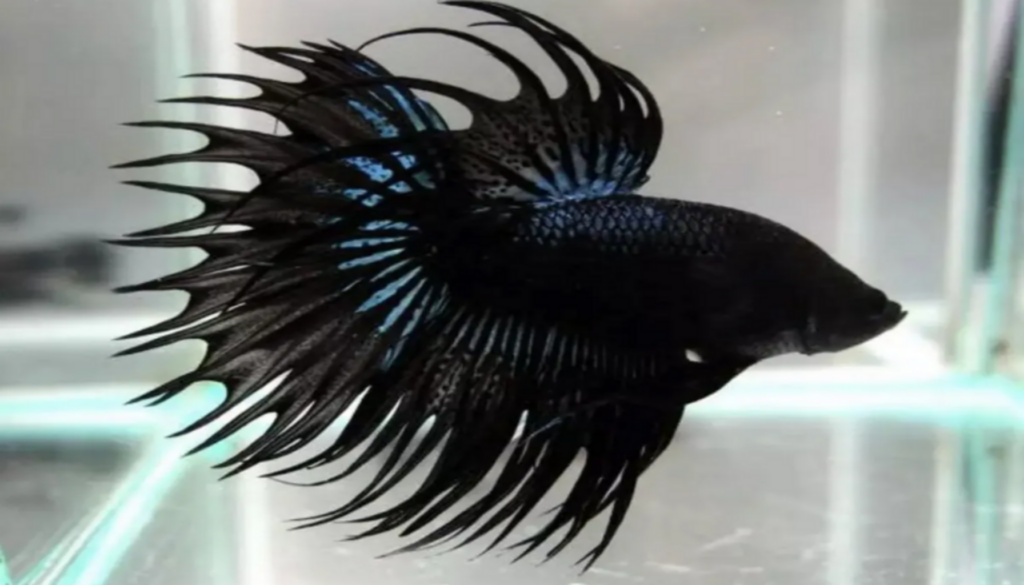 An elegant Black Betta fish swimming gracefully in a well-maintained aquarium, embodying the essential guide to caring for these captivating aquatic pets.