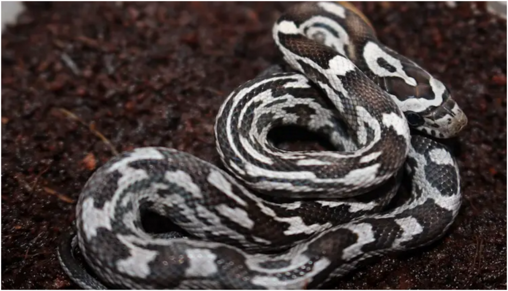 Close-up image of a mesmerizing Black Corn Snake, showcasing its captivating pattern and color, highlighting the enchanting elegance and unique beauty of this stunning reptile species.