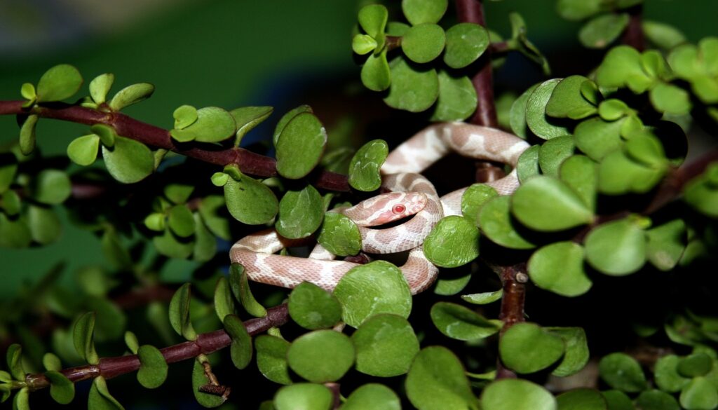 Striking image capturing the unique beauty of a Pink Corn Snake, showcasing its vibrant pink coloration and intricate patterns. A testament to the marvels of nature, this snake embodies the captivating charisma of the Pink Corn Snake, an enchanting creature in the realm of reptiles.