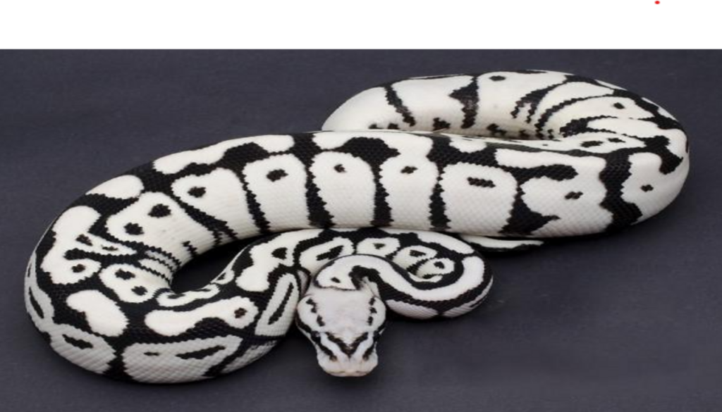 Unleashing the mysterious character of the Stormtrooper Ball Python. A close-up view showcases its captivating black and white scales, resembling the iconic armor of Star Wars' Imperial stormtroopers. The snake's unique genetic traits, including piebald patterns and mesmerizing eye color, contribute to its enigmatic allure.