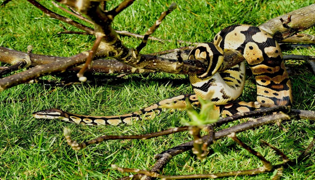 A ball python curiously exploring its surroundings, showcasing the behavioral aspects of ball pythons, including their inquisitive nature and interaction with the environment.