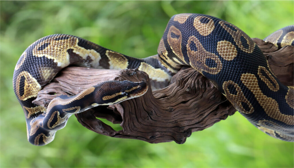 Image featuring a black ball python coiled gracefully, showcasing its stunning black scales. The text overlay reads 'Why Black Ball Pythons Are an Ideal Pet,' highlighting the captivating appearance and desirable qualities of these snakes as pets.