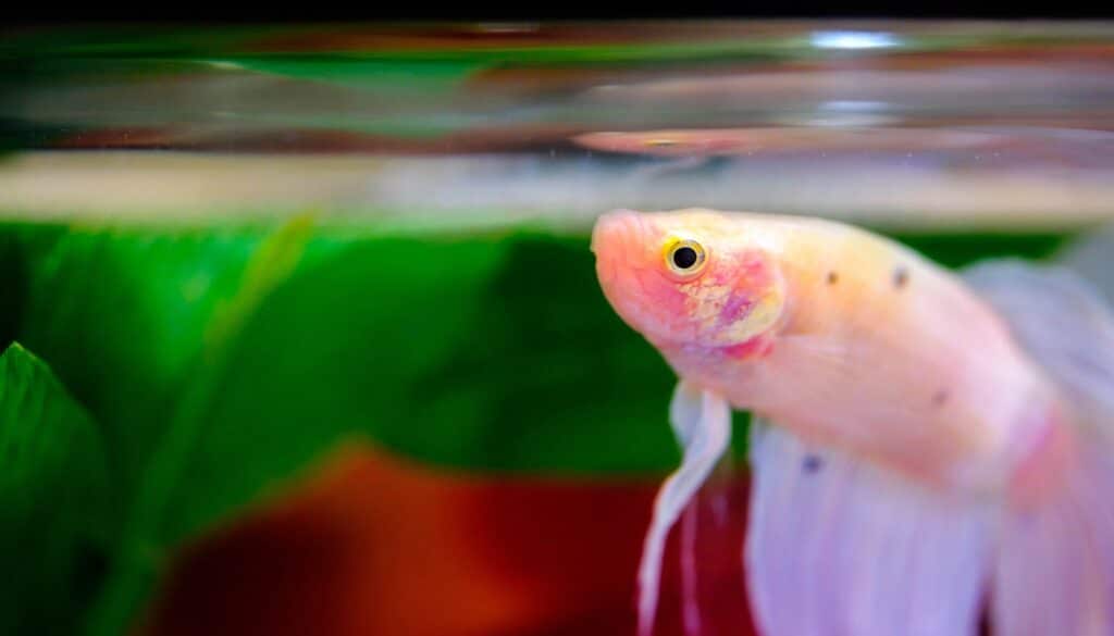 Vibrant pink Betta fish, ideal for first-time pet owners, exhibit captivating coloration and graceful movements in a well-maintained aquarium environment.