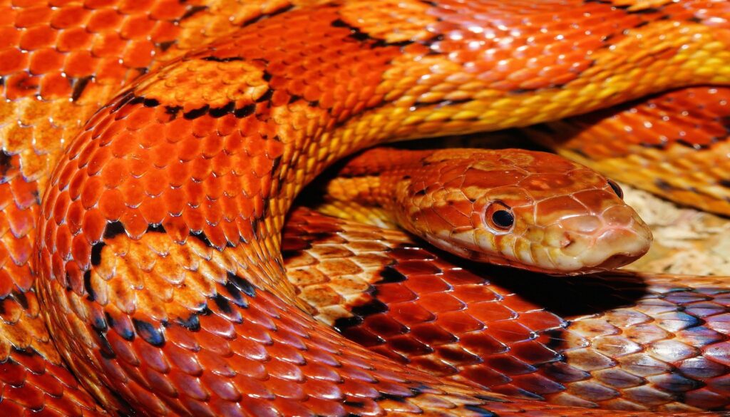 Vibrant Okeetee Corn Snake showcasing its unique orange and red coloration with bold black markings, highlighting its appeal for snake enthusiasts.