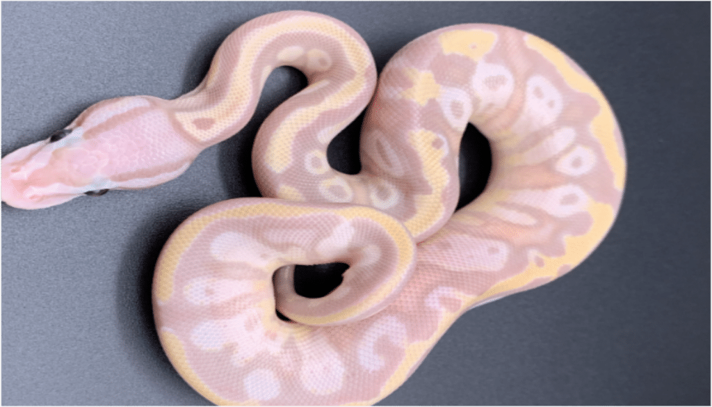 Image of the Pink Banana Ball Python, a highly sought-after reptile in the market, known for its vibrant colors and unique allure. Learn why it's considered the hottest reptile among enthusiasts and collectors.