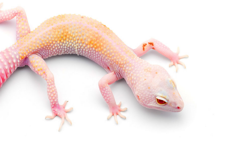 Captivating image showcasing the enchanting world of Albino Leopard Geckos, highlighting their unique features and mesmerizing coloration.