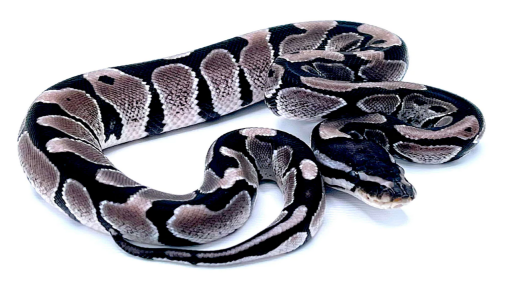 An exquisite Axanthic Ball Python showcasing its stunning black and white scales, revealing the captivating beauty of this unique reptile morph.