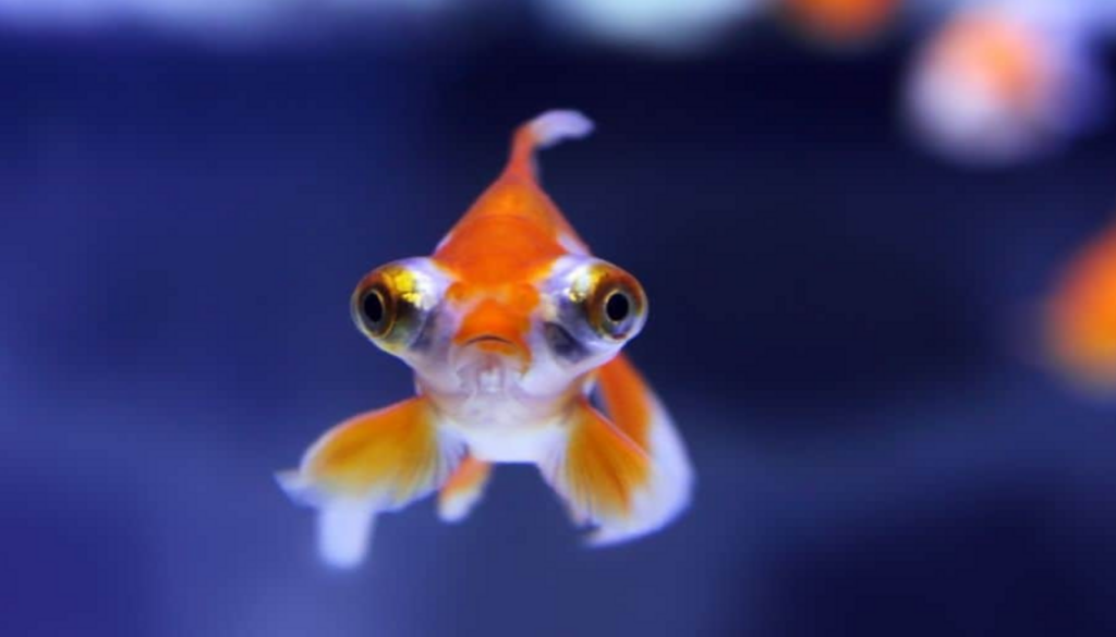 Captivating image of a vibrant and charming big eye goldfish swimming gracefully in a home aquarium, showcasing the enchanting allure and unique features of these delightful aquatic companions.