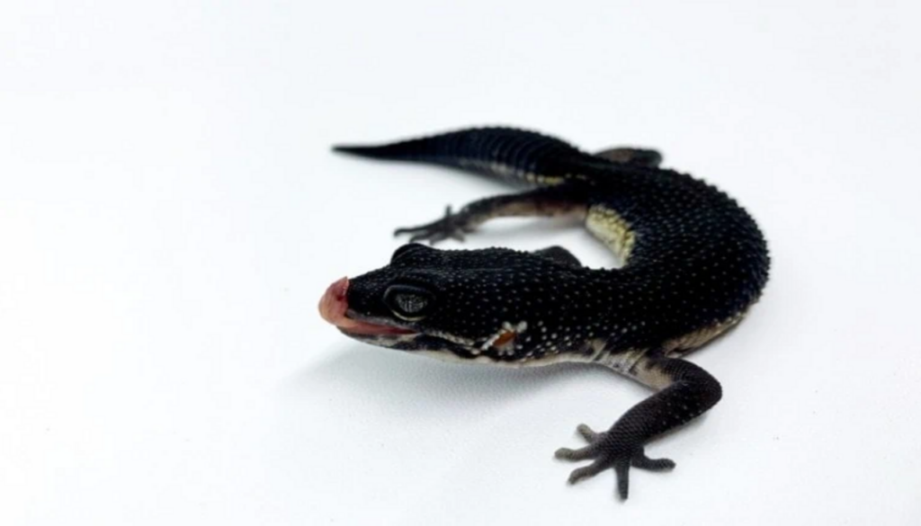 Striking image of a Black Leopard Gecko, showcasing its captivating dark coloration and unique features. Discover the secrets behind this fascinating creature in close detail.