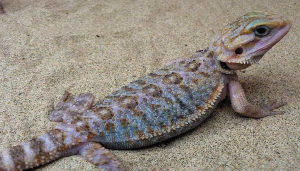 Close-up view of the captivating features of a Blue Bearded Dragon, showcasing its vibrant blue hues and fascinating details, highlighting the unique charm of this reptile.