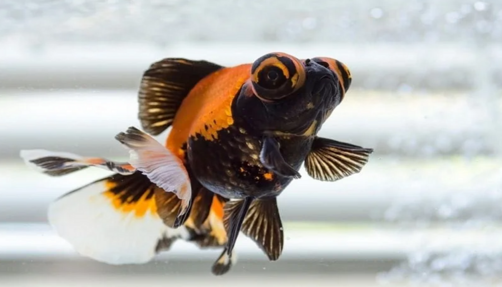 An exquisite Butterfly Goldfish, adorned with flowing fins and vibrant colors, gliding gracefully through the water, showcasing the captivating beauty of this ornamental fish species. A comprehensive guide to the care and appreciation of these stunning aquatic companions.