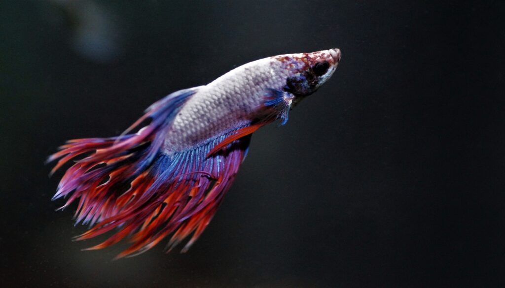 Crowntail betta fish showcasing its captivating and intricate fins, highlighting the allure and beauty of this unique aquatic species.