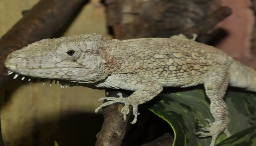 Majestic Cuban False Chameleon showcasing its unique features, including bony casque, conical eyes, and barbel-like scales, in an image titled 'Cuban False Chameleon: Unveiling the Mysteries of this Unique Pet.