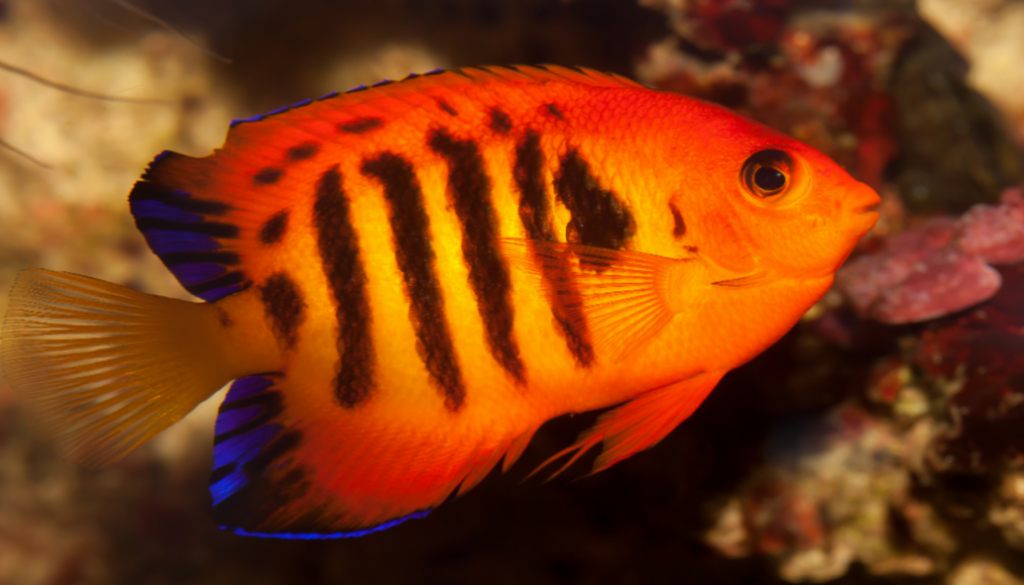 Vibrant Flame Angelfish showcasing stunning colors and patterns, swimming gracefully in a captivating aquatic environment, embodying the epitome of underwater elegance and beauty.