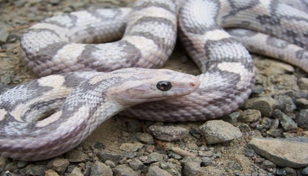 Enigmatic image of a Lavender Corn Snake, inviting you to unravel the mysteries of its captivating coloration and unique features. Delve into the world of this intriguing serpent.