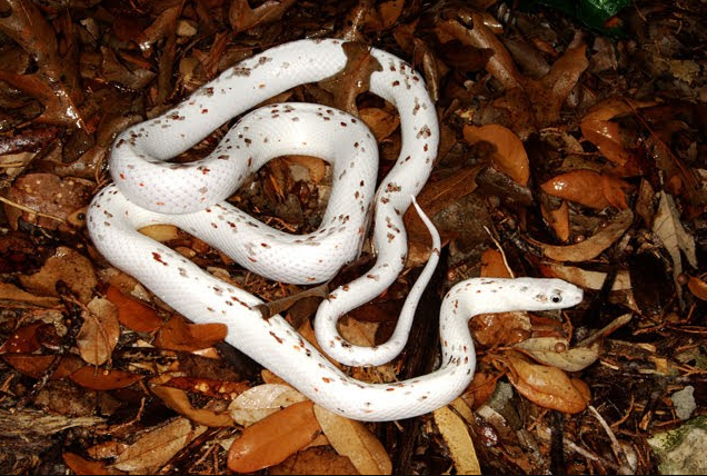 Detailed image capturing the beauty of a Palmetto Corn Snake, showcasing its vibrant reds, oranges, and yellows, accented with bold black and white markings. Explore the stunning features of this captivating reptile in close detail.